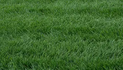 Close-up of freshly cut green grass showing precise lawn mowing quality by Chop Chop Landscaping in Austin, TX