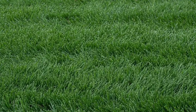 Close-up of freshly cut green grass showing precise lawn mowing quality by Chop Chop Landscaping in Austin, TX