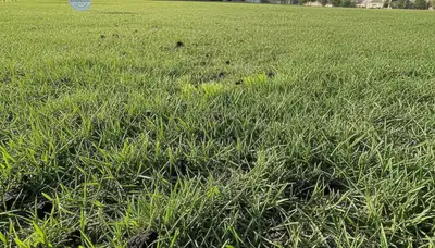 Austin TX lawn recovering after aeration treatment with visible new growth and healthy green turf