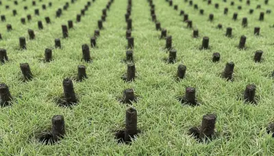 Close-up of soil core plugs after lawn aeration on residential turf in Austin, TX landscaping service