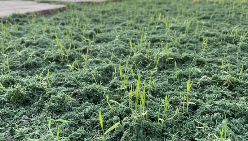 New grass seedlings emerging from hydroseed, showing lawn germination success in Austin, TX landscaping